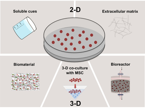 Biomimetic Cues Improve the Functionality of Hematopoietic Stem/Progenitor Cells | iBB | Scoop.it
