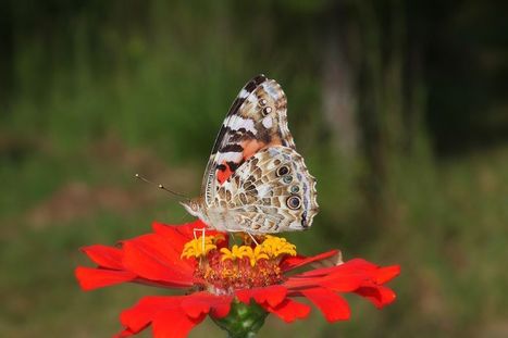 Migrations : le papillon Belle-dame parcourt plus de 4000 km chaque automne ! | EntomoNews | Scoop.it