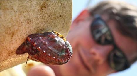Prized sea snail not at risk of extinction, federal officials say | Coastal Restoration | Scoop.it