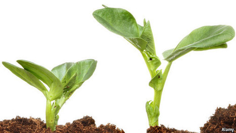 Plant communications - The Economist | Plant-Microbe Symbiosis | Scoop.it