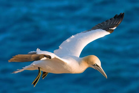 Une stratégie mondiale de suivi des oiseaux de mers ! | Biodiversité | Scoop.it