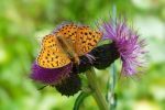 Bêtes et plantes, exilées du climat - LeMonde.fr | Biodiversité - @ZEHUB on Twitter | Scoop.it