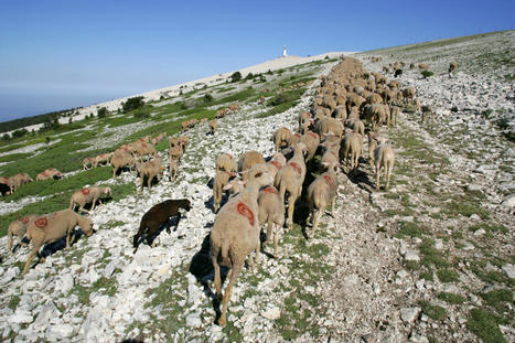 La transhumance, un patrimoine classé à l'Unesco | Parcs nationaux, régionaux et autres espaces naturels protégés | Scoop.it