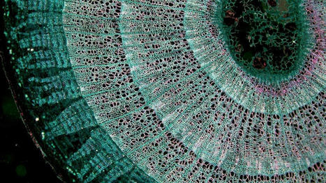 Light microscopic resolution: how low can you go? | Amazing Science | Scoop.it