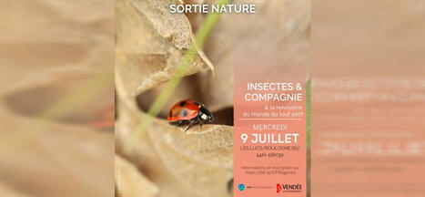 Insectes et compagnie, à la rencontre du monde du tout-petit | News from the world - nouvelles du monde | Scoop.it