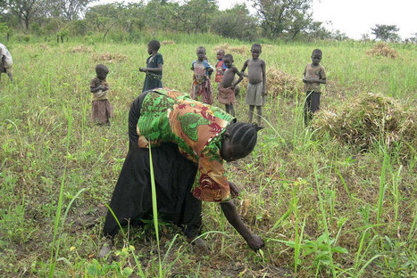 L'OIT considère que l'agriculture doit être la priorité économique numéro 1 de l'Afrique | Questions de développement ... | Scoop.it