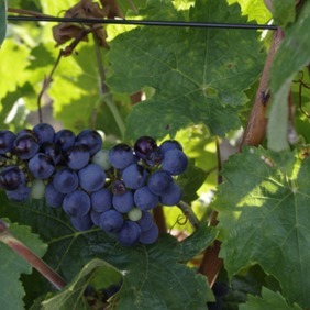 Pr&egrave;s de Bordeaux, une serre exp&eacute;rimentale pr&eacute;pare les vignes du futur - Agri mutuel | Pour innover en agriculture | Scoop.it