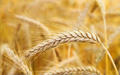 Bulgaria harvests over 5.8 mln t of wheat by mid-July | Bulgaria Economy News | MED-Amin network | Scoop.it