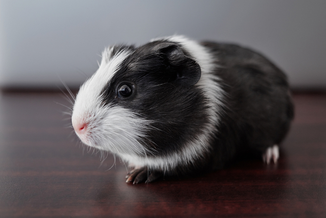 guinea pig breed list