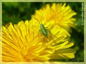 [2006] En ver… et contre rien ! | Insect Archive | Scoop.it