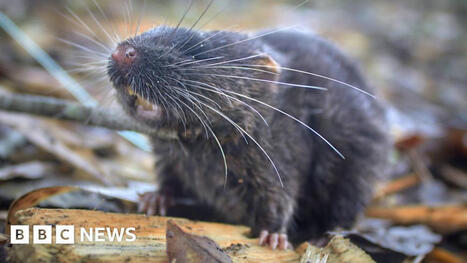Swimming mouse among 27 new species discovered in Peru | RAINFOREST EXPLORER | Scoop.it