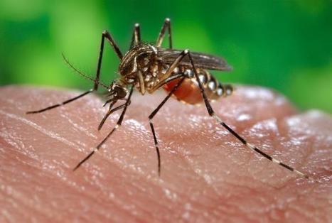 Invasive, Aggressive Mosquito Population ‘Explodes’ Across Long Beach, California | Coastal Restoration | Scoop.it