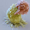 Genetic Engineering in the Press by GEG