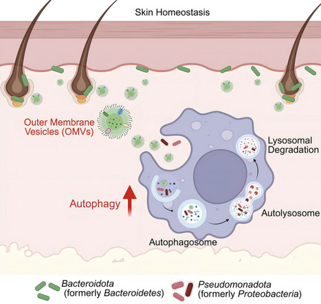 Bacteroides fragilis outer membrane vesicle mediates Pseudomonadota colonization by inducing autophagy on the skin | iSci | RMH | Scoop.it