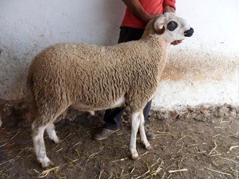 A l'occasion de l'Aid Al Adha, le e-mouton débarque ! | Nouvelles du Maghreb | Scoop.it