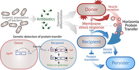 Antibiotics stimulate protein transfer to persister cells | sci | RMH | Scoop.it