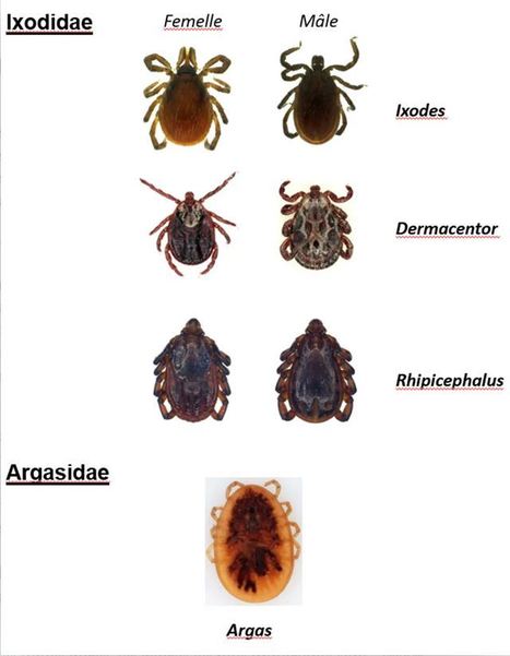 Au-delà de Lyme : les autres maladies transmises par les tiques | Histoires Naturelles | Scoop.it