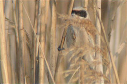 Observer les oiseaux autour de l'étang de Consécanière en Camargue | Camargue Nature | Scoop.it
