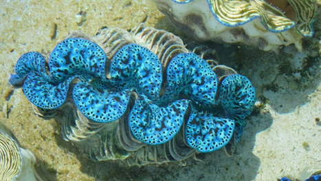 Giant Clams' Shiny Shells May Inspire Solar Power Tech | Biomimicry | Scoop.it