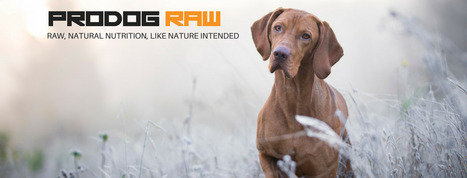 best raw dog food delivery