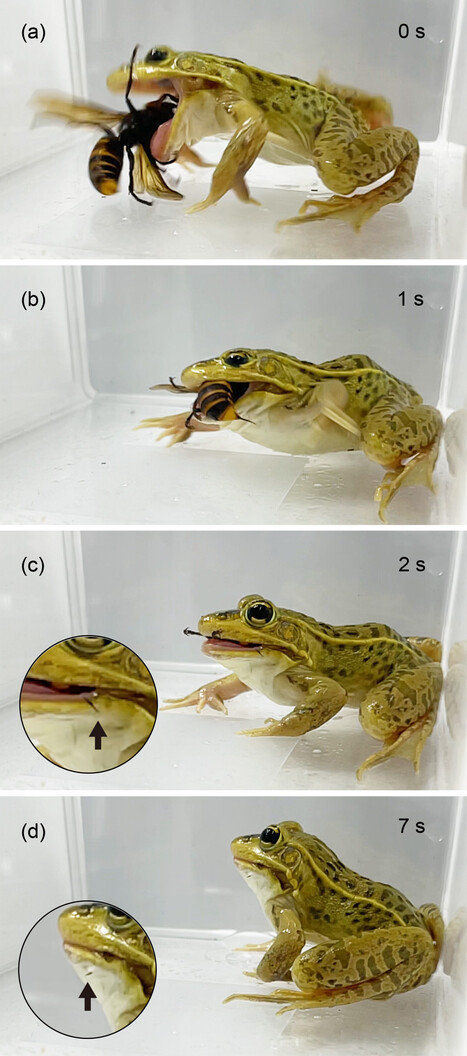 R&eacute;sistance au venin : sur le ring, la grenouille met le frelon au tapis &ndash; | EntomoNews | Scoop.it