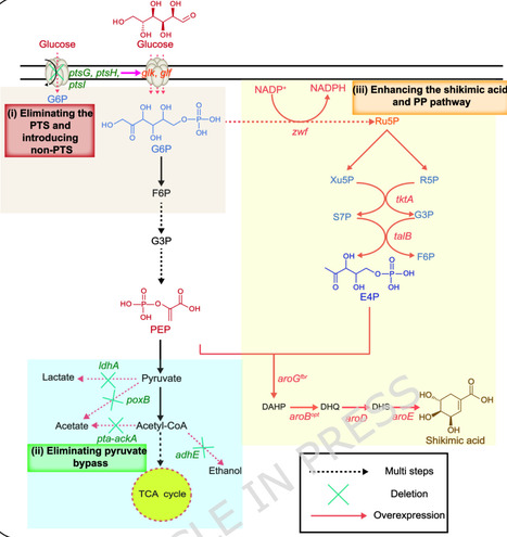 Combinatorial optimization engineering for the high-level production of shikimic acid in Escherichia coli | Mcf | RMH | Scoop.it