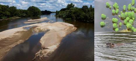 Lettre d'Infos Invasives Loire Bretagne N&deg;2 | Biodiversit&eacute; | Scoop.it
