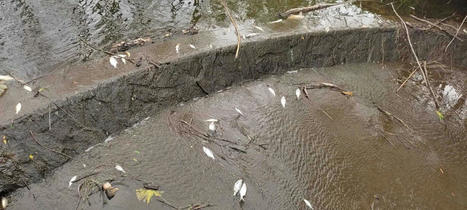 Loire-Atlantique : 1700 litres de fongicide déversés dans le bassin de la Sèvre nantaise | L'Hebdo de Sèvre et Maine / le 24.04.2023 | Pollution accidentelle des eaux par produits chimiques | Scoop.it