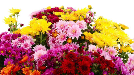 November Birth Flower symbolize optimism and happiness. | Same Day Flower Delivery in Dubai | Scoop.it