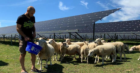 Dans la Nièvre, l’élevage à l’ombre des panneaux solaires | Actualité Bétail | Scoop.it