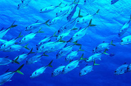 Pew Encouraged that Ocean Protection is on Rio+20 Agenda | OUR OCEANS NEED US | Scoop.it