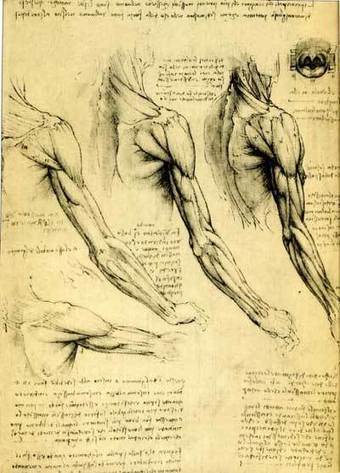 leonardo drawings, a study of anatomy from the<br/>Renaissance master | Drawing References and Resources | Scoop.it