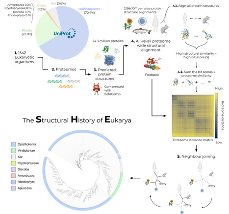 The structural history of Eukarya | sadv | RMH | Scoop.it