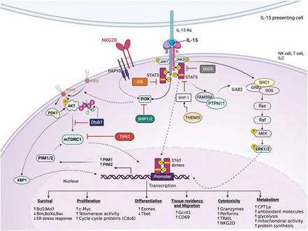 Signalling mechanisms driving homeostatic and inflammatory effects of interleukin-15 on tissue lymphocytes | Discovery Immunology | Oxford Academic | Immunology | Scoop.it