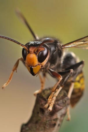 Publication du plan national de lutte national contre le Frelon à pattes jaunes (Vespa velutina) | Biodiversité | Scoop.it