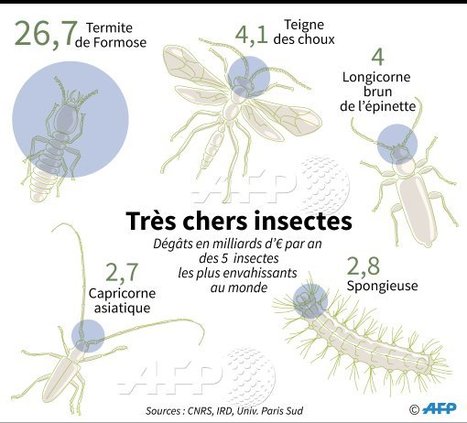 Ces insectes qui changent de couleur sous la pluie