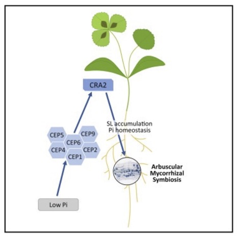 The CEP peptide-CRA2 receptor module promotes arbuscular mycorrhizal symbiosis (IPS2, SPS) | Plant Sciences | Scoop.it