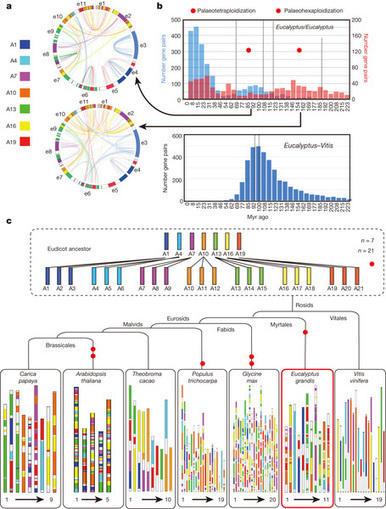 The genome of Eucalyptus grandis | Plant Molecular Farming | Scoop.it