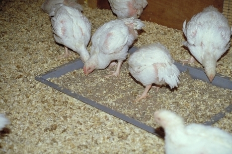 INRA - Une digestion efficace limite les rejets des poulets | SCIENCES DE L' ANIMAL | Scoop.it