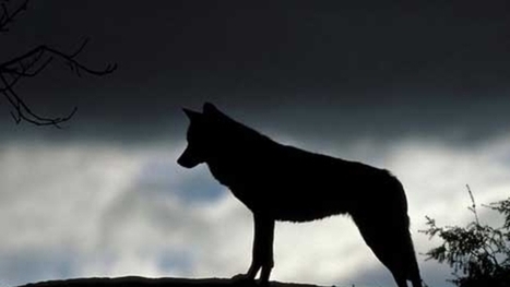 Jeune loup abattu ill&eacute;galement dans les Grisons | Pastoralisme Ours Loups Lynx | Scoop.it