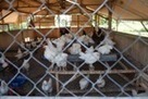 Explosion des importations de volailles en Afrique de l'Ouest | Questions de développement ... | Scoop.it
