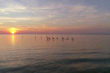 Camargue gardoise : classés Grand Site de France, ses paysages uniques sont propices à l'évasion | Histoires Naturelles | Scoop.it