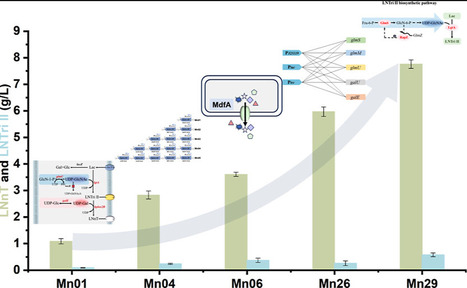 Construction and Systematic Optimization of Plasmid-free Engineered Escherichia coli for Efficient Lacto-N-Neotetraose Biosynthesis | acs | RMH | Scoop.it