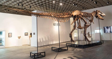 Tyrannosaurus rexin luuranko myytiin yli 50 miljoonalla dollarilla | Uutisia lyhyesti | Yle | A1Uutiset | Scoop.it