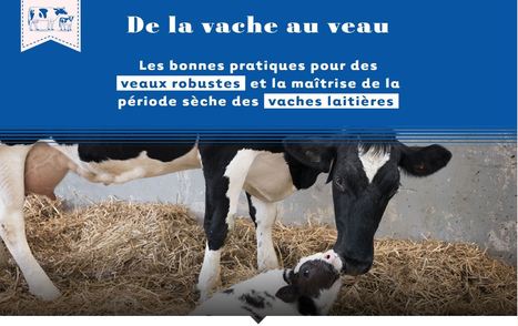 De la vache au veau | Actualités de l'élevage | Scoop.it