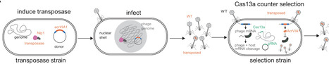 Bacteriophage genome-wide transposon mutagenesis | brvt | RMH | Scoop.it