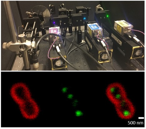 FOCUS PLATEFORME : Vous avez dit « Microscopie de fluorescence à balayage laser à super-résolution pour échantillons biologiques fluorescents » ? | Life Sciences Université Paris-Saclay | Scoop.it