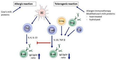 Nutrients | Free Full-Text | Management of Cow’s Milk Allergy from an Immunological Perspective: What Are the Options? | Allergy (and clinical immunology) | Scoop.it
