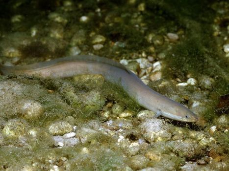 La cocaïne menace les anguilles | Toxique, soyons vigilant ! | Scoop.it