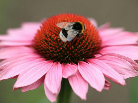 L'humidité des fleurs attire les pollinisateurs | Biodiversité | Scoop.it
